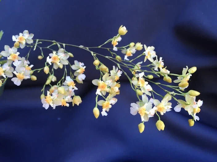 Miniature Orchid Oncidium Twinkle 'Fantasy' 2.5" Pot Plant