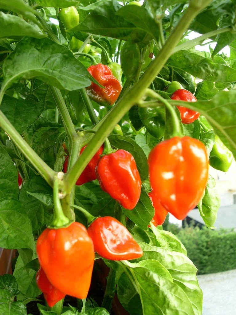 Habanero Pepper Seeds - Super Hot, Non-GMO, Various Sizes - Capsicum chinense