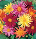 25 Cactus Mix Dahlia Seeds | Flowering Perennial Flowers | US 1103