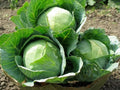 Cabbage Seeds - 100+ Heirloom Danish Ballhead - NON-GMO - Fresh Cabbage Seeds (Brassica oleracea)