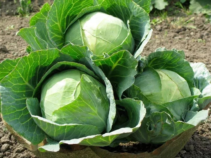 Cabbage Seeds - 100+ Heirloom Danish Ballhead - NON-GMO - Fresh Cabbage Seeds (Brassica oleracea)