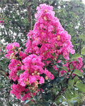 Heirloom True Pink Crepe Myrtle Trees 6" Rooted Cuttings Lagerstroemia Indica Fast-Growing Flowering Shrubs