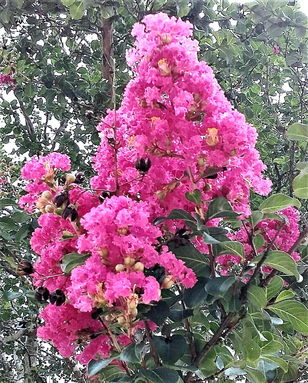 Heirloom True Pink Crepe Myrtle Trees 6" Rooted Cuttings Lagerstroemia Indica Fast-Growing Flowering Shrubs