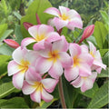 Rooted Plumeria Plant Cutting - Moir Pink - 12" with 1 Tip - Frangipani (Plumeria spp.)