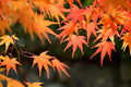 Red Maple Tree Seeds - 50 Count - Stunning Red Leaves - Acer rubrum