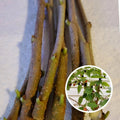 Mulberry Cuttings Unrooted 8 Inches Organic Wholesale Lot - Morus alba