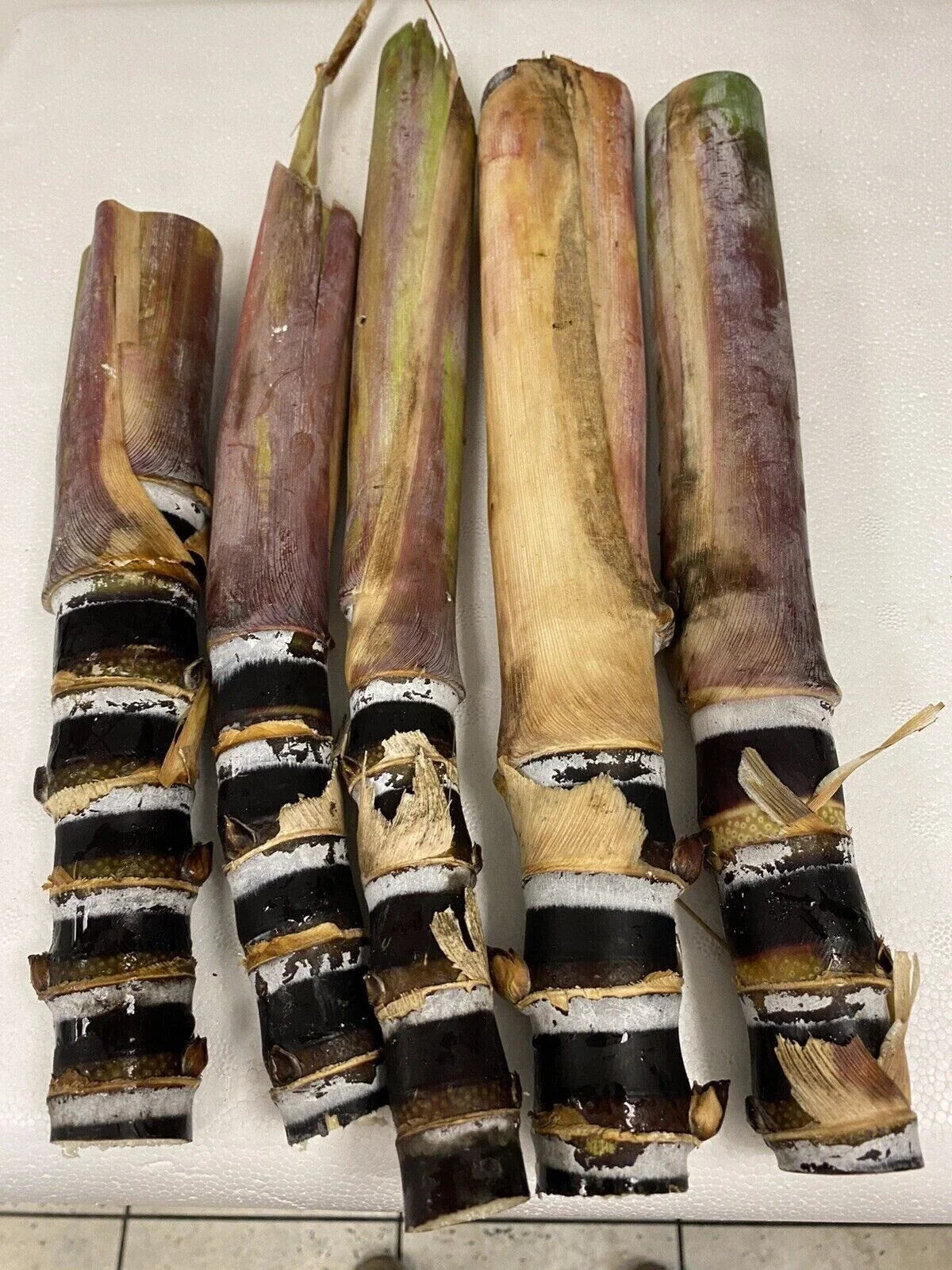 Rare Purple Sugarcane Cuttings - Heirloom Fresh Planting Stock - Ready to Ship - Florida Grown