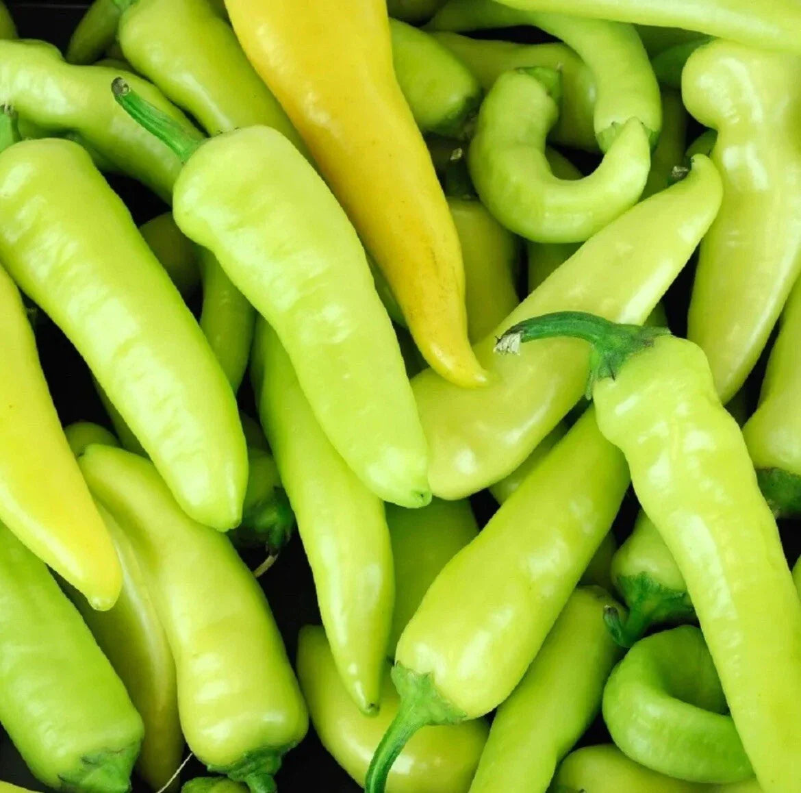 Hungarian Hot Wax Pepper Seeds - 25 Non-GMO Heirloom Fresh Vegetable Seeds - Capsicum annuum