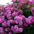 Climbing Purple Rose Seeds - 10 Perennial Flower Seeds for Garden - Rosa spp.