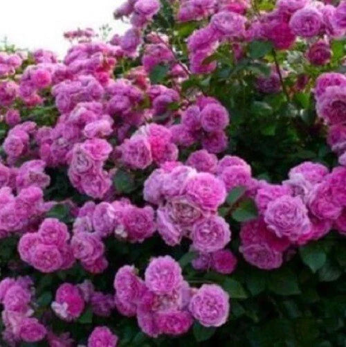 Climbing Purple Rose Seeds - 10 Perennial Flower Seeds for Garden - Rosa spp.