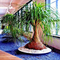 Ponytail Palm Tree Seeds - Beaucarnea recurvata - Elephant Foot Indoor House Plant - Tropical Houseplant Seeds