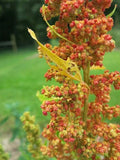 Lambsquarters Seeds for Planting (100 Seeds) - Chenopodium Album, Organic, Heirloom, Nutritious Green Vegetable Seeds