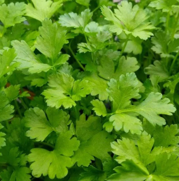 Italian Giant Parsley Seeds - 500 Non-GMO Edible Culinary Herb Seeds (Petroselinum crispum) for Container Garden