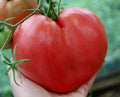 Anna Russian Tomato Seeds - 120+ Heirloom Organic Non-GMO - Rare Variety - Solanum lycopersicum