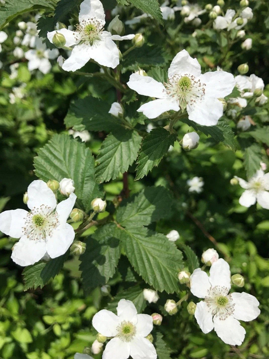 Southern Blackberry Plants 2-3ft Tall Live Strong Roots Fast Growth Rubus fruticosus