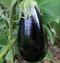 Florida Market Eggplant Seeds 50+ Pack, Culinary Variety for Asian Cuisine, Solanum melongena