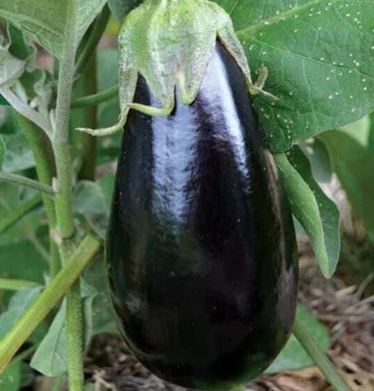 Florida Market Eggplant Seeds 50+ Pack, Culinary Variety for Asian Cuisine, Solanum melongena