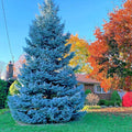 Colorado Blue Spruce Tree Seeds - Cold Hardy Bonsai Plant - Picea pungens "Glauca" - Ideal for Home Gardening