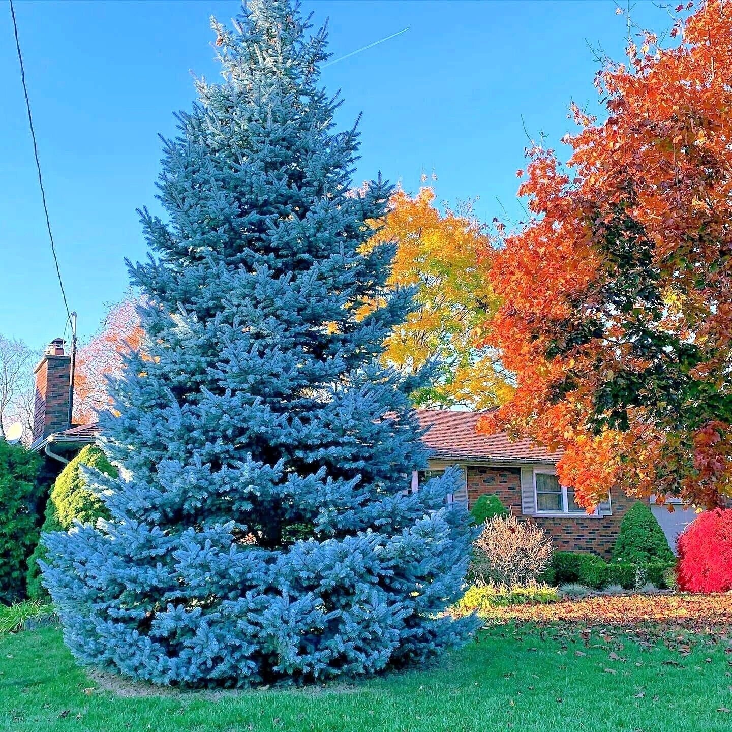Colorado Blue Spruce Tree Seeds - Cold Hardy Bonsai Plant - Picea pungens "Glauca" - Ideal for Home Gardening