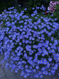 Blue Daisies Perennial Plants - 10 Pack, 4 Inch Pots, 8-10 Inches Tall, Bellis perennis
