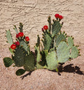 Opuntia 'Fruit Punch' Hybrid Prickly Pear Cactus Pad Cutting - Live Succulent Plant Segment for Home Garden Decor