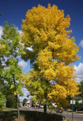 Green Ash Tree Seeds - 25 Seeds - Fraxinus Pennsylvanica - Native Tree Seeds for Landscaping and Reforestation
