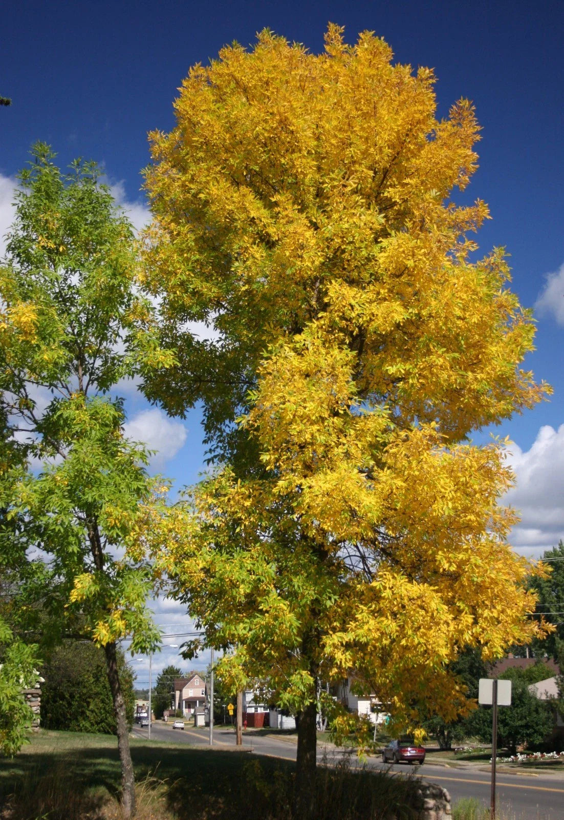 Green Ash Tree Seeds - 25 Seeds - Fraxinus Pennsylvanica - Native Tree Seeds for Landscaping and Reforestation