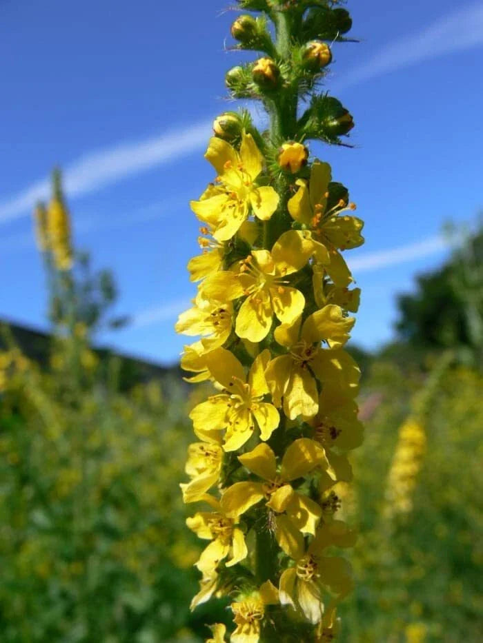 Wildflower Seeds for Planting - Church Steeples (100 Seeds) - Agrimonia eupatoria - Perennial Garden Flowers