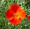 California Poppy Flower Seeds - 501+ Mikado Variety for Native Wildflower Garden & Container Planting - Easy to Grow