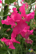 Josie Sweet Pea Seeds - 50 Premium Seeds for Garden Planting - Lathyrus odoratus - USA