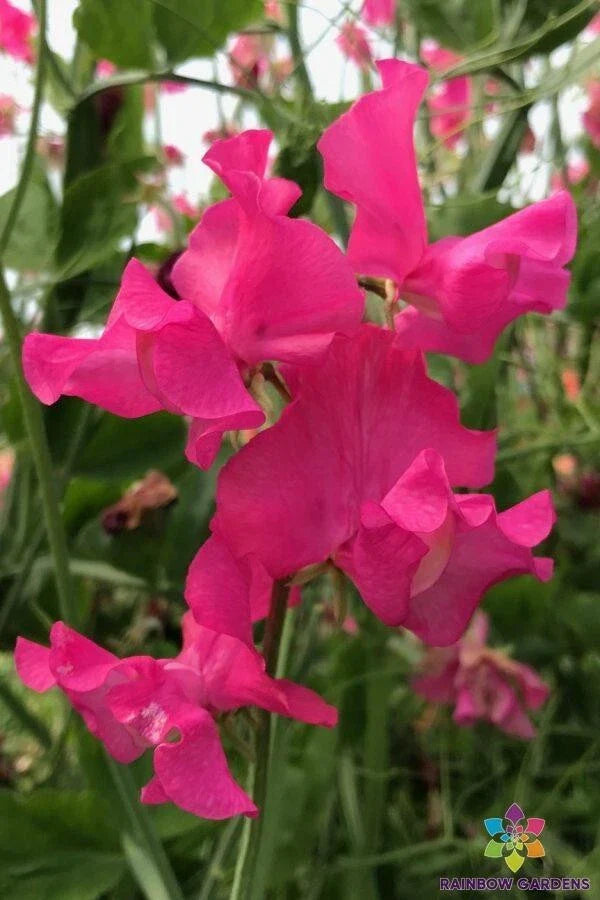 Josie Sweet Pea Seeds - 50 Premium Seeds for Garden Planting - Lathyrus odoratus - USA