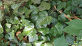 English Ivy Bare Root Cuttings - 10" Strips, Hedera helix - 50 Count for Gardening and Landscaping