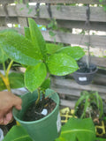 Raven ZZ Plant, 4" Pot, Zamioculcas zamiifolia, Indoor Houseplant, Low Light Tolerant, Air Purifying