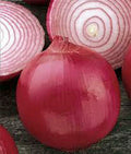 Onion Seeds 500 Count, Short Day Burgandy Red Heirloom, Non-GMO, Allium cepa