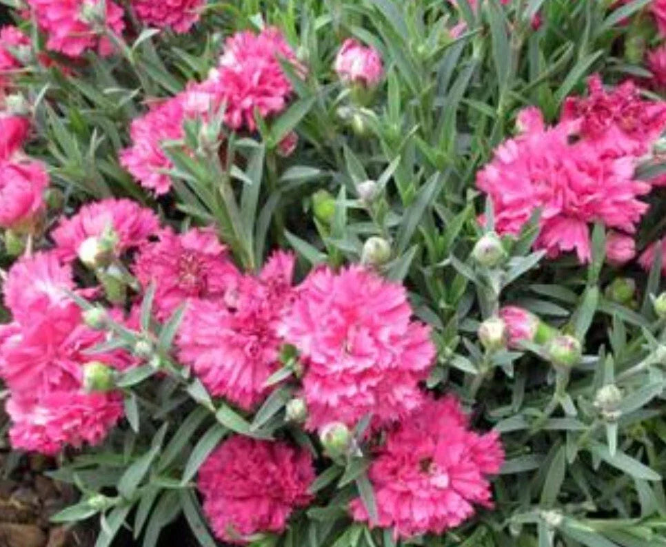 Early Bird Sherbet Dianthus Bareroot Plant - Electric Red Blooms - Dianthus spp. - Vibrant Summer Color for Gardens