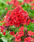 Red Volcano Phlox Seeds - 100+ Count - Vibrant Red Flowers - Phlox paniculata - Ideal for Garden Planting, USA