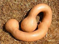 Long Neck Pumpkin Seeds - 10+ Dutch Crookneck Butternut Winter Squash - Cucurbita moschata