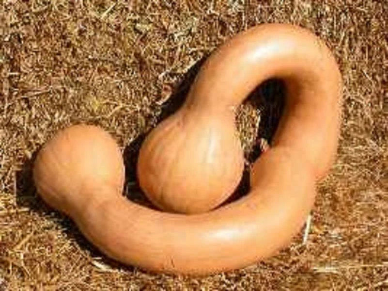 Long Neck Pumpkin Seeds - 10+ Dutch Crookneck Butternut Winter Squash - Cucurbita moschata