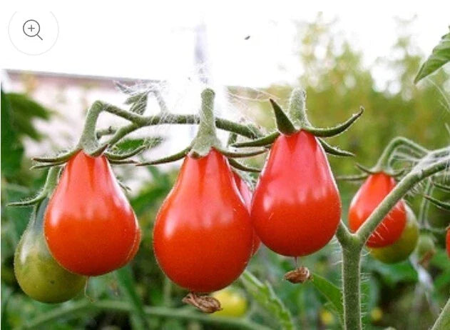 Red Pear Tomato Seeds - 100 Non-GMO Heirloom Seeds - Flavorful Variety - Perfect for Home Gardening