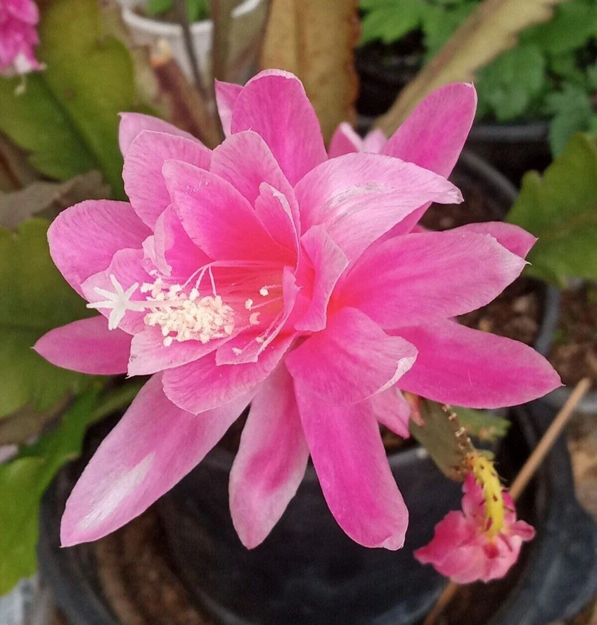Rare Orchid Cactus Cutting 6" German Empress Epiphyllum Live Plant - Unique Indoor Succulent, Exotic Flowering Cactus