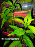 Night Blooming Jasmine Live Plant 1-10 Inch Fully Rooted Container Grown (Cestrum nocturnum)