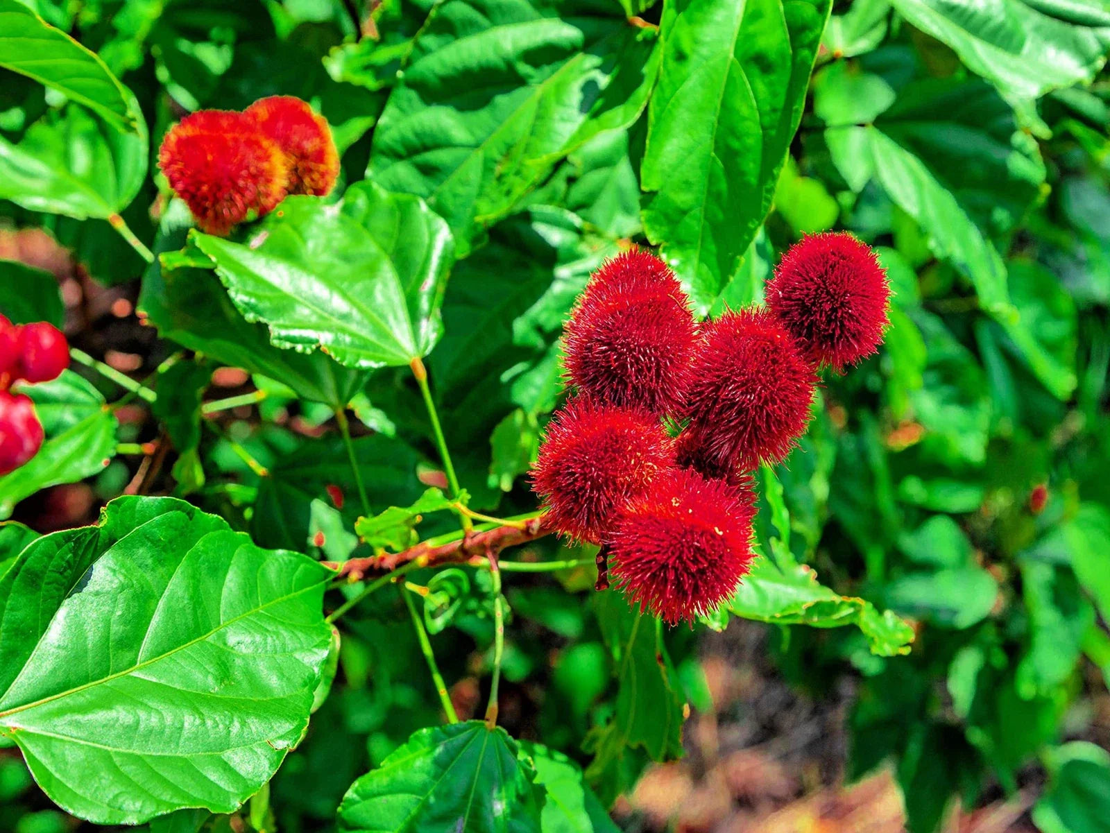 Lipstick Tree Seeds - 20 Seeds - Bixa orellana - Planting Seeds for Natural Dye and Ornamental Use