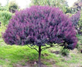 Mimosa Tree Seeds (30 Seeds) - Blue Leafed Variety, Acacia baileyana Purpure, Ideal for Planting