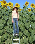 Skyscraper Sunflower Seeds - 100 Non-GMO Seeds - Helianthus annuus - USA Seller - Free Shipping