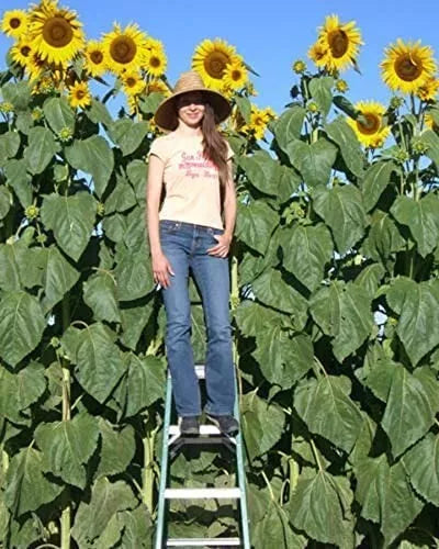 Skyscraper Sunflower Seeds - 100 Non-GMO Seeds - Helianthus annuus - USA Seller - Free Shipping