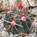 Devil's Tongue Cactus | Ferocactus latispinus | Live Succulent Plant | Indoor Tropical Decor