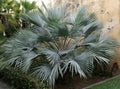 Brahea Armata Blue Hesper Palm Seeds (8 Seeds) - Rare Blue Palm Tree Variety, Ideal for Gardens and Landscapes