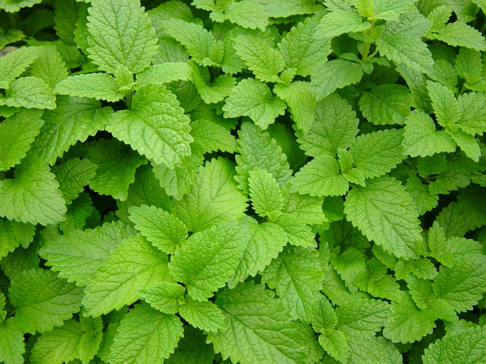 Lemon Balm Seeds - 1000+ Fresh Herb Seeds - Melissa officinalis - Aromatic Culinary Herb for Gardening