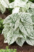 Caladium Bulbs | White Variety | Candidum | Tropical Foliage Plant