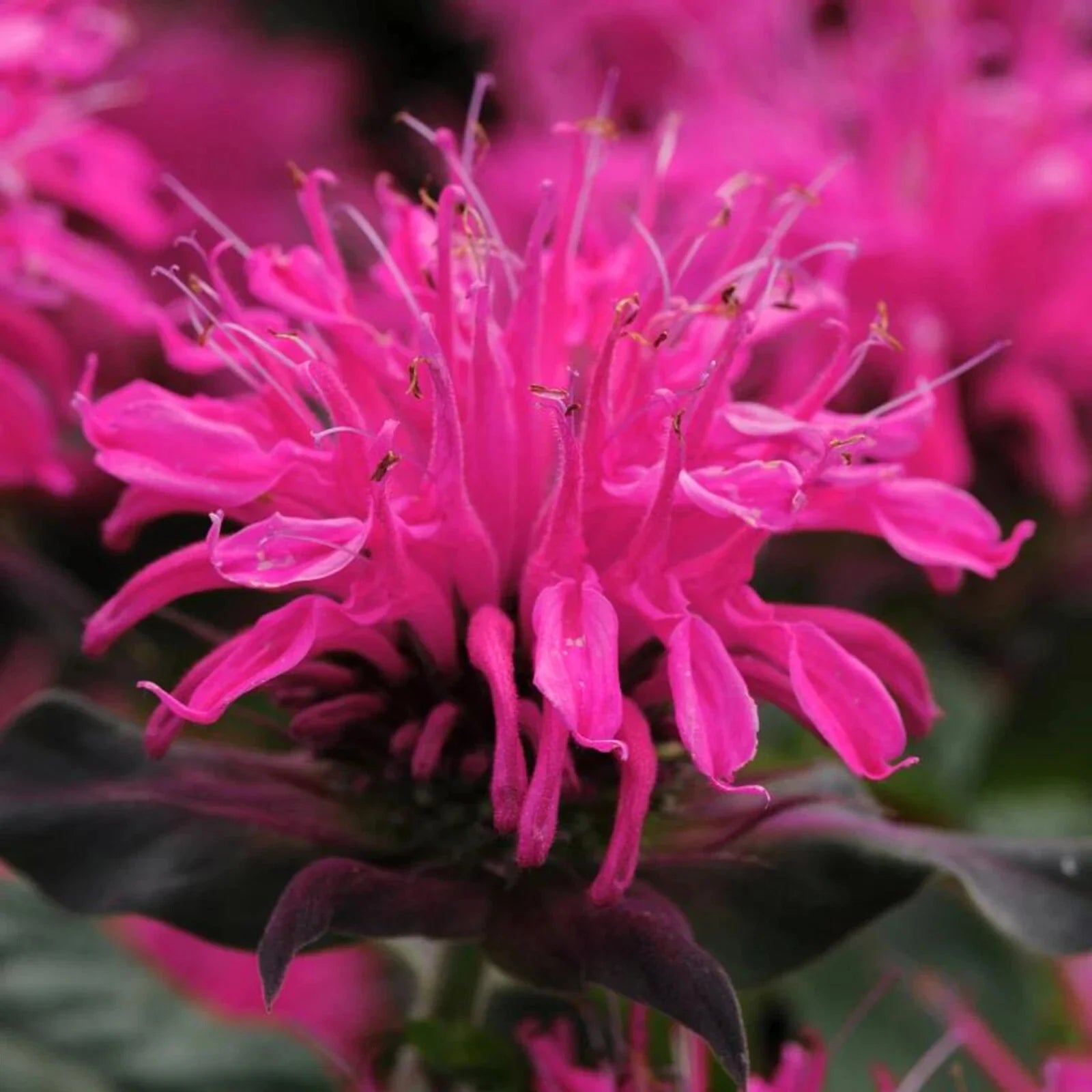 Rose Bee Balm Seeds - 100 Pack - Hummingbird Flower Seeds - Monarda didyma